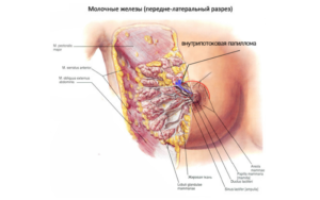 Внутрипротоковая папиллома: причины возникновения, симптомы, диагностика, лечение