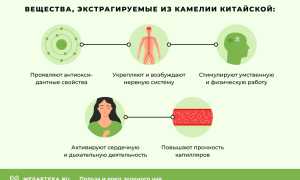 Зеленый чай: польза и вред