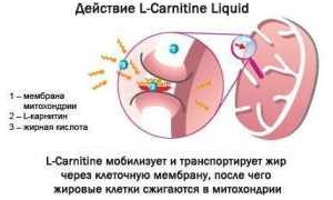 Что такое Карнитин