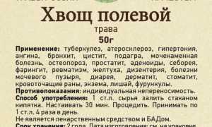 Хвощ полевой: лечебные свойства и противопоказания