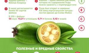 Фейхоа: польза субтропической ягоды