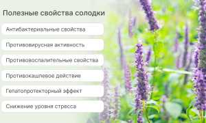 Корень солодки: лечебные свойства и противопоказания