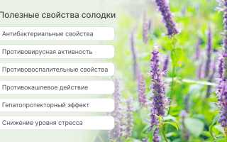 Корень солодки: лечебные свойства и противопоказания