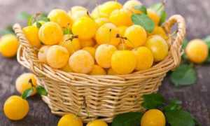 Варенье из алычи на зиму—4 вкусных рецепта