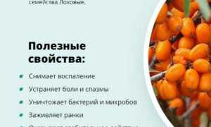 Облепиха: польза и вред