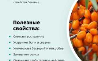 Облепиха: польза и вред