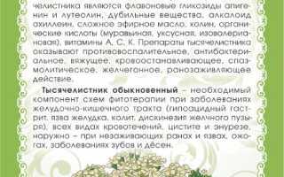 Тысячелистник: полезные свойства и противопоказания