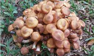 Жареные опята: 6 самых вкусных рецептов