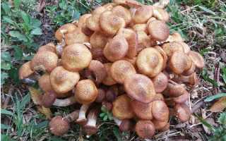 Жареные опята: 6 самых вкусных рецептов