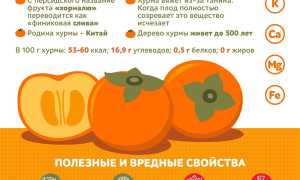 Хурма — полезные свойства зимнего фрукта
