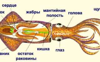 Кальмары: польза и вред