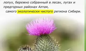 Лопух: лечебные свойства и противопоказания