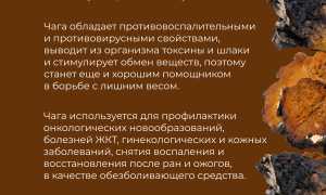 Чага: полезные свойства древнерусского гриба