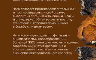 Чага: полезные свойства древнерусского гриба