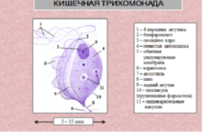 Кишечная трихомонада: строение, источник заражения, симптомы, диагностика, лечение