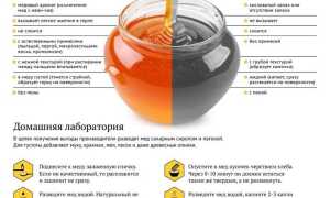 Мёд: польза и вред