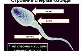 Как правильно расшифровать спермограмму — нормы и показатели таблицы