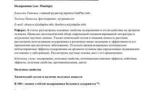 Подорожник: лечебные свойства и противопоказания