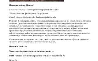 Подорожник: лечебные свойства и противопоказания