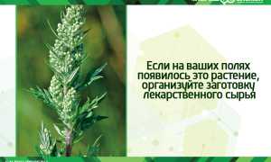 Полынь: лечебные свойства и противопоказания