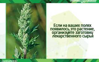 Полынь: лечебные свойства и противопоказания