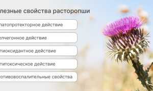 Расторопша: полезные свойства и противопоказания
