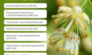 Полезные свойства липы