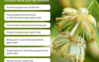 Полезные свойства липы